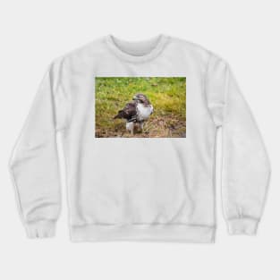 Watchful Red Tailed Hawk Crewneck Sweatshirt